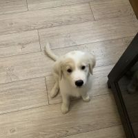 Country Club Animal Hospital ico