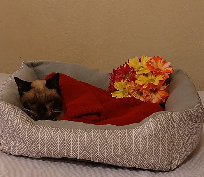 Banfield Pet Hospital 12