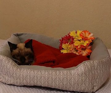Banfield Pet Hospital