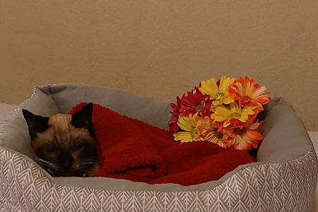 Banfield Pet Hospital