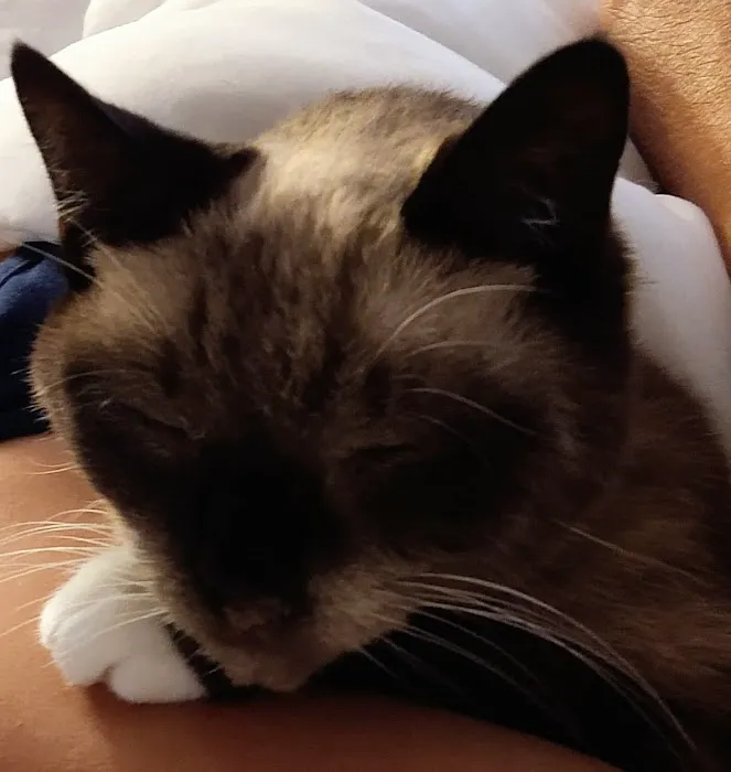 Banfield Pet Hospital 12