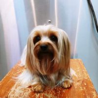 Animal Hospital of Walnut ico