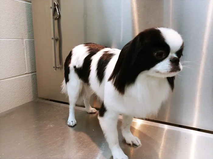 Animal Hospital of Walnut 4