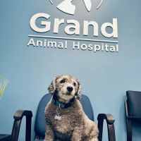 Grand Animal Hospital ico