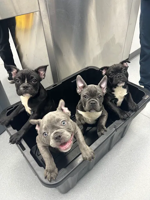 Grand Animal Hospital 10