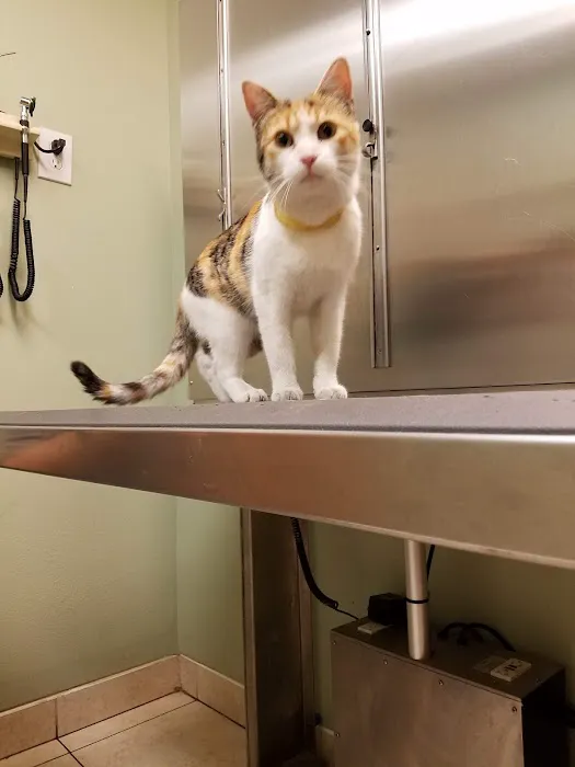 Village Animal Hospital 1