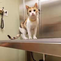 Village Animal Hospital ico
