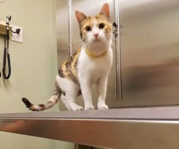 Village Animal Hospital