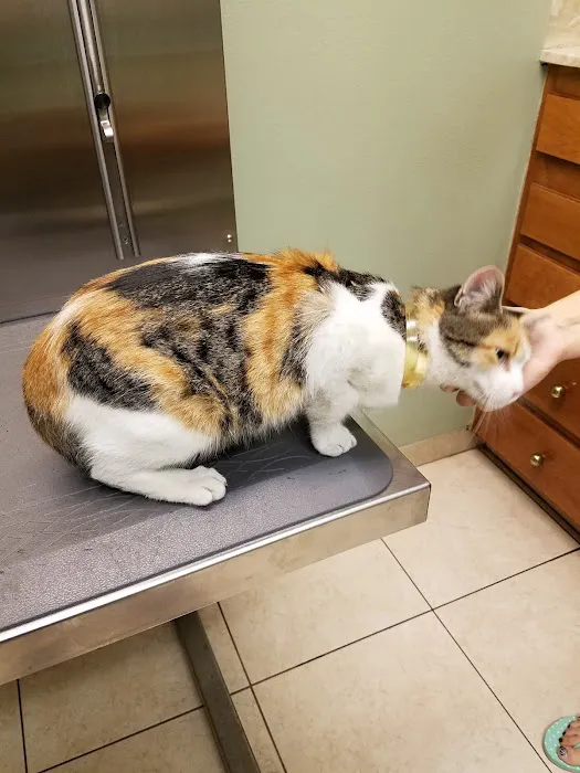 Village Animal Hospital 5