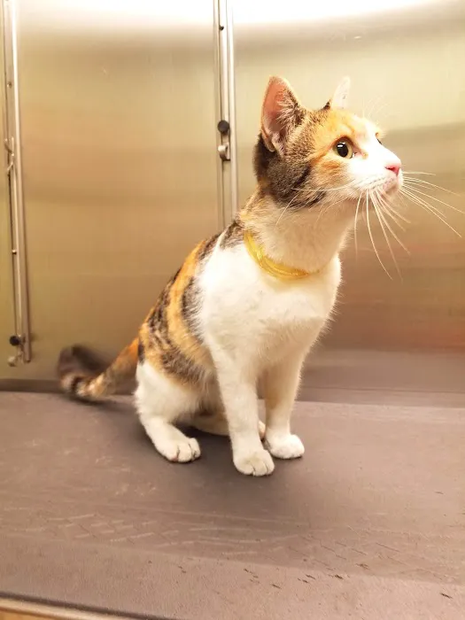 Village Animal Hospital 10