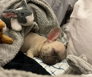East Valley Emergency Pet Clinic