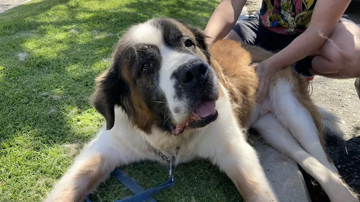 East Valley Emergency Pet Clinic 6