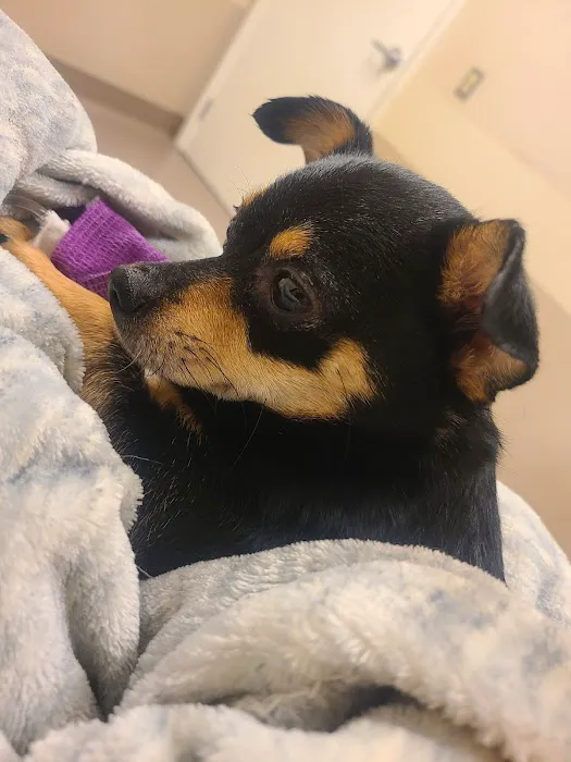 East Valley Emergency Pet Clinic 5