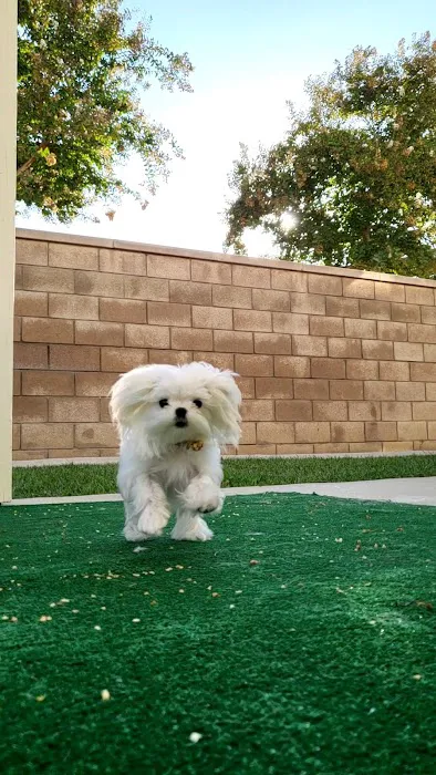 East Valley Emergency Pet Clinic 4