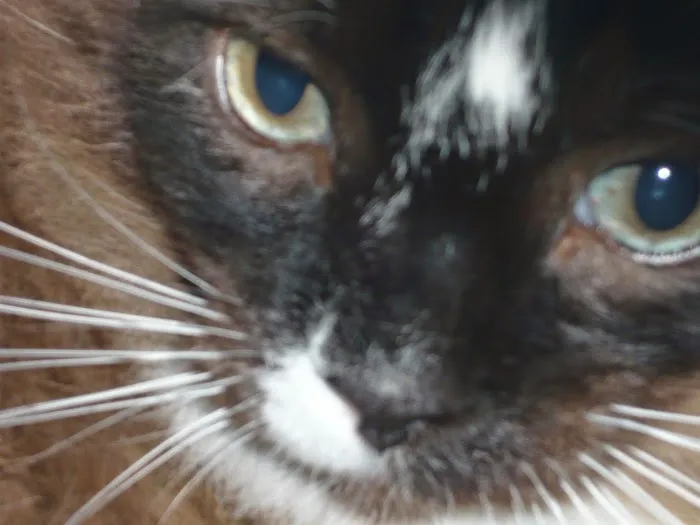 All Pets Medical and Surgical Center 10