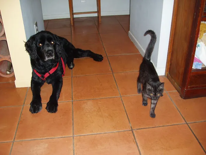 All Pets Medical and Surgical Center 4