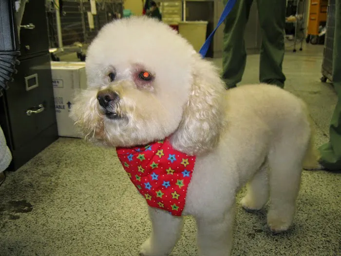 All Pets Medical and Surgical Center 7