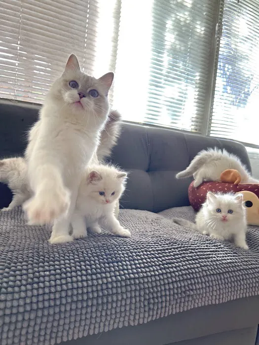 Bunnyboss cattery 8