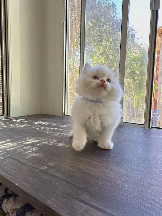 Bunnyboss cattery 7