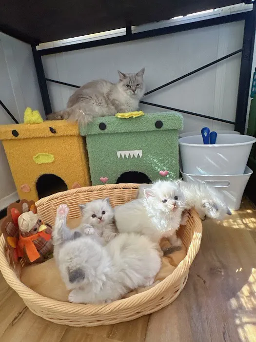 Bunnyboss cattery 6
