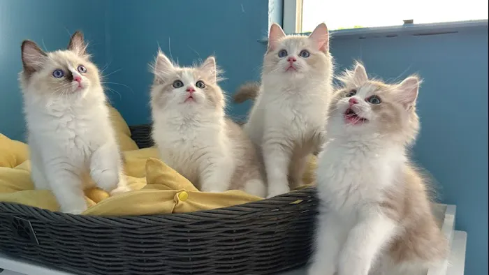 Bunnyboss cattery 10