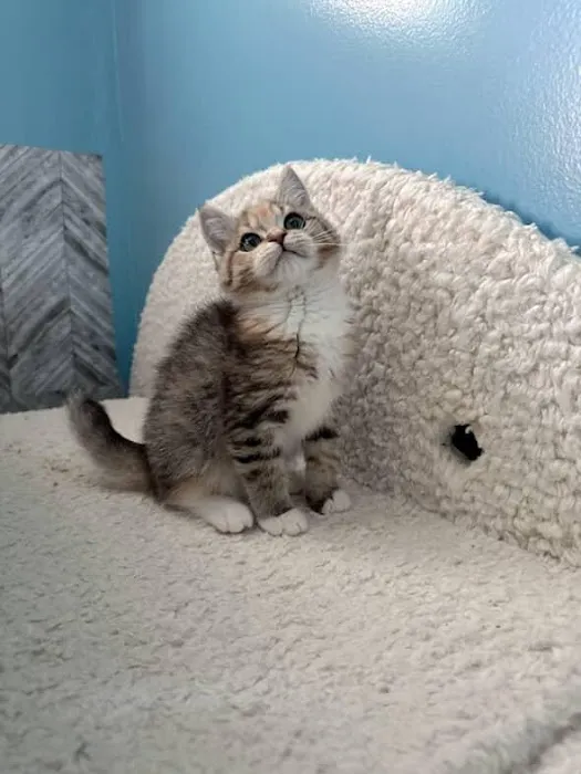 Bunnyboss cattery 5