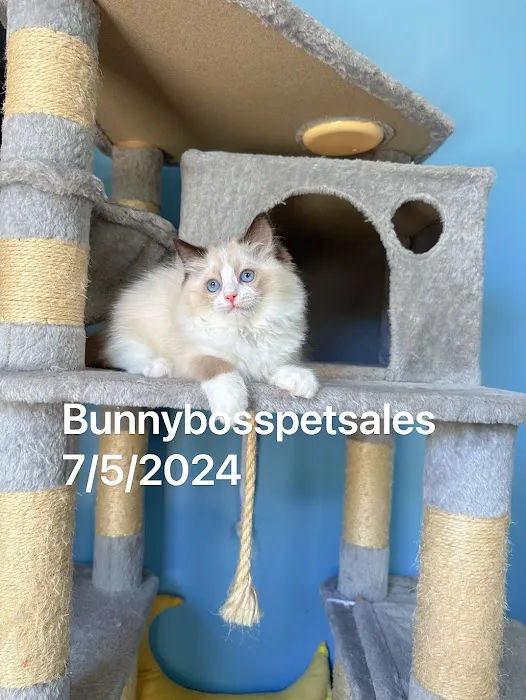 Bunnyboss cattery 9