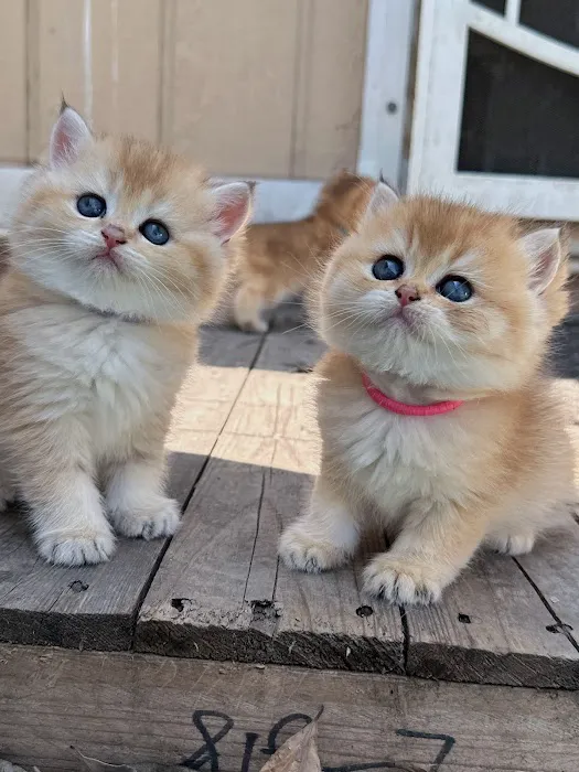 Bunnyboss cattery 4