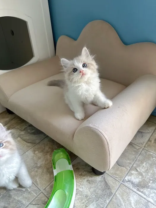 Bunnyboss cattery 1