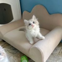 Bunnyboss cattery ico