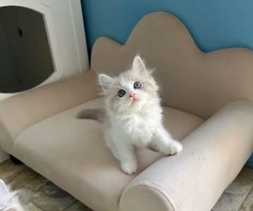 Bunnyboss cattery