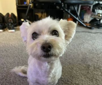 TLC Animal Clinic