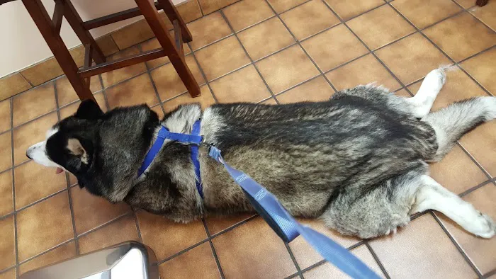 VCA Santa Anita Animal Hospital 1