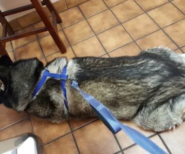 VCA Santa Anita Animal Hospital