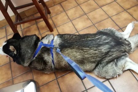VCA Santa Anita Animal Hospital