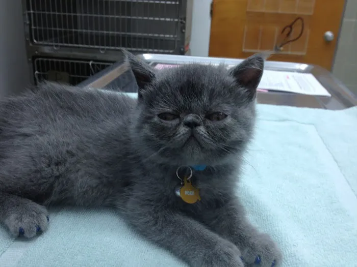 VCA Santa Anita Animal Hospital 8