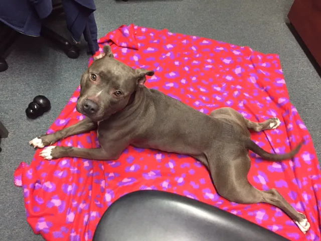 VCA Santa Anita Animal Hospital 2