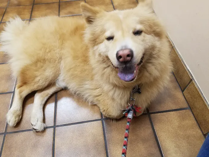 VCA Santa Anita Animal Hospital 9