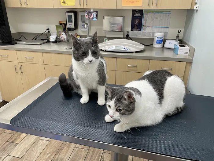 VCA Santa Anita Animal Hospital 3