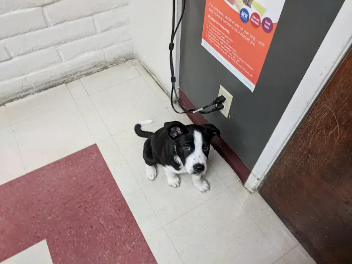 VCA Mission Animal Hospital 4