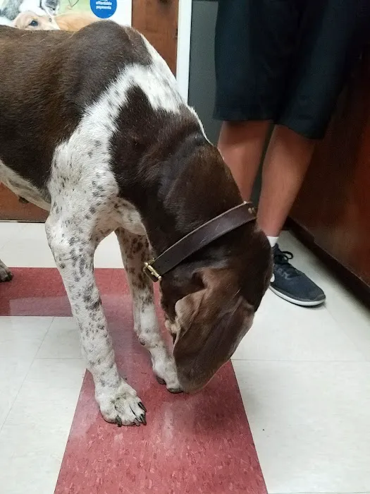 VCA Mission Animal Hospital 10