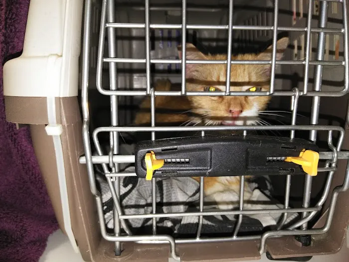 Whiskers To Tails Cat Hospital 10