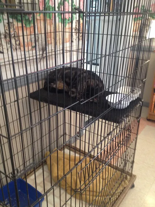 Whiskers To Tails Cat Hospital 8