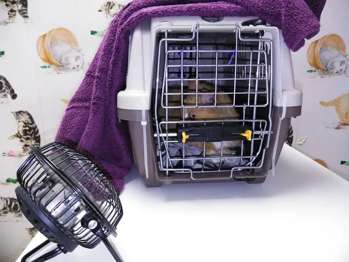 Whiskers To Tails Cat Hospital 4