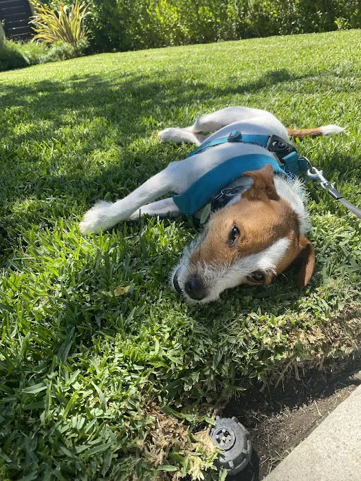 Vet Villa Animal Hospital 10