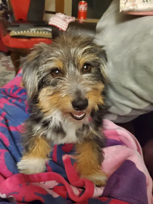 Vet Villa Animal Hospital 7