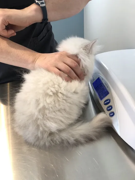Vet Villa Animal Hospital 2