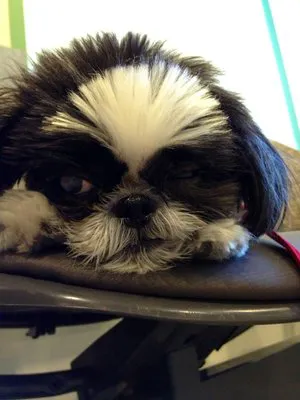 Eye Care for Animals - Pasadena 12