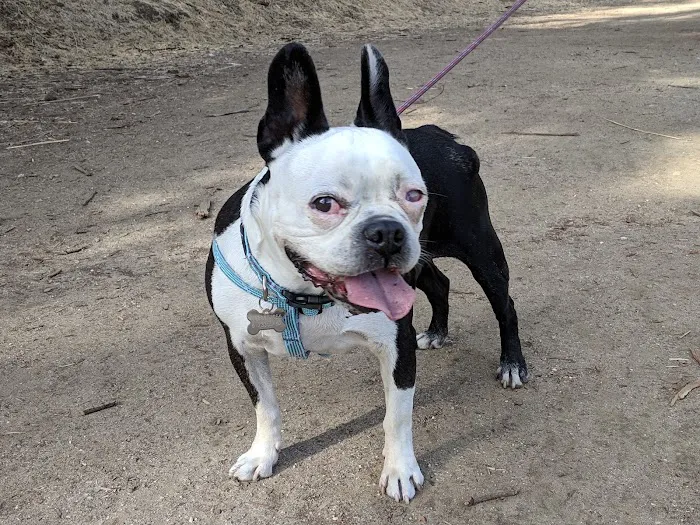Eye Care for Animals - Pasadena 12