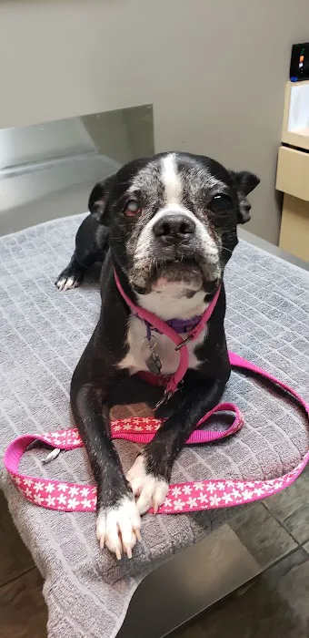 Eye Care for Animals - Pasadena 12
